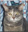 Lemieux the Grey Tabby