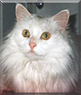 Angel the Turkish Angora