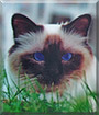 Emmi the Birman