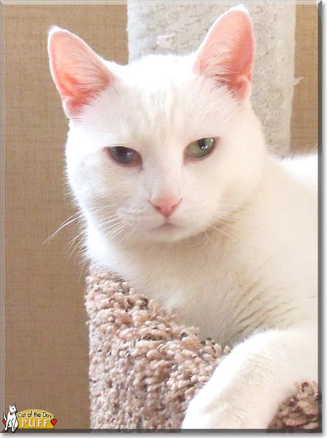 Puff the Bi-eyed Shorthair, the Cat of the Day