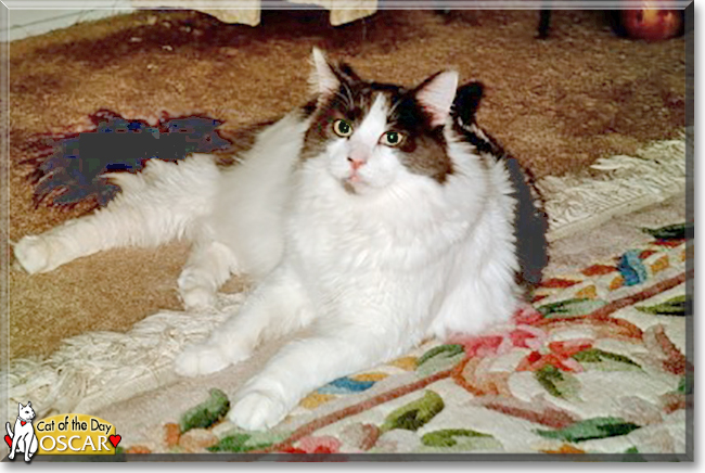 Oscar the Mediumhair Domestic, the Cat of the Day