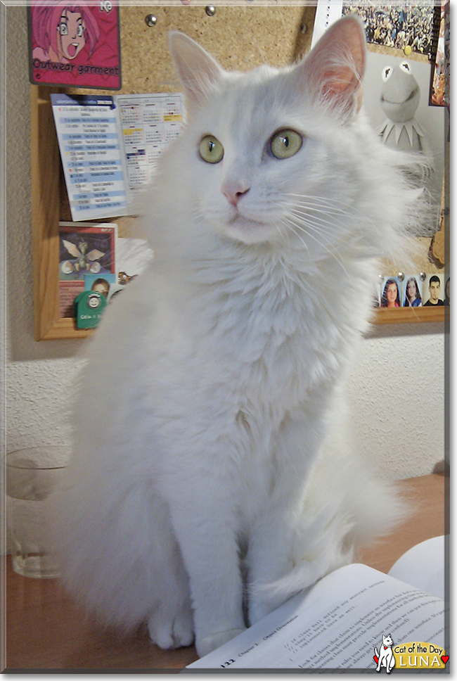 Luna the European Longhair, the Cat of the Day