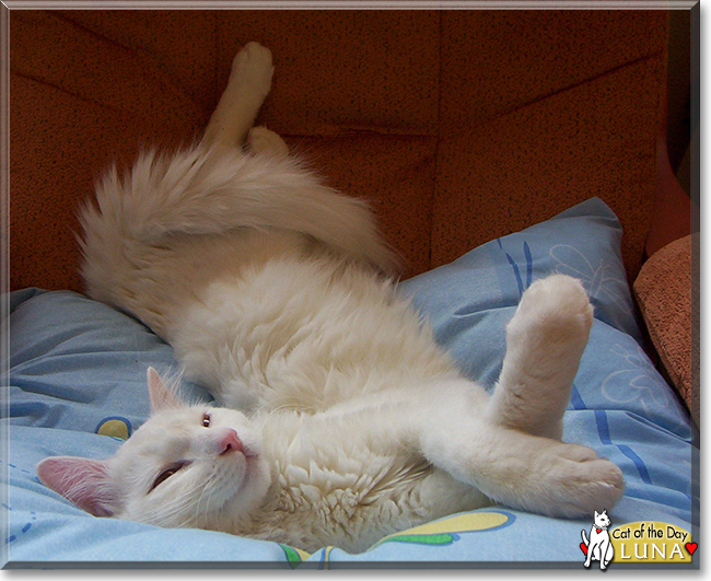 Luna the European Longhair, the Cat of the Day