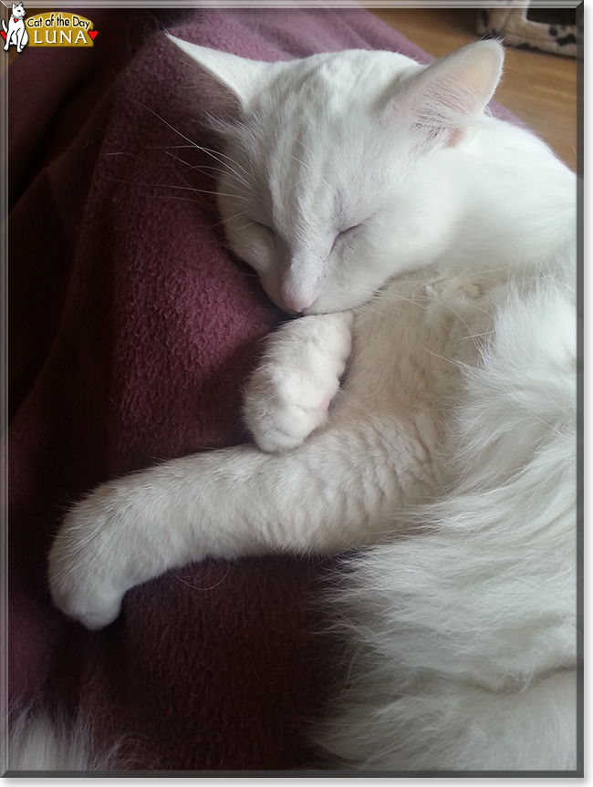 Luna the European Longhair, the Cat of the Day