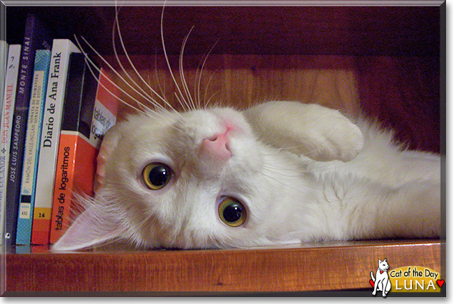 Luna the European Longhair, the Cat of the Day