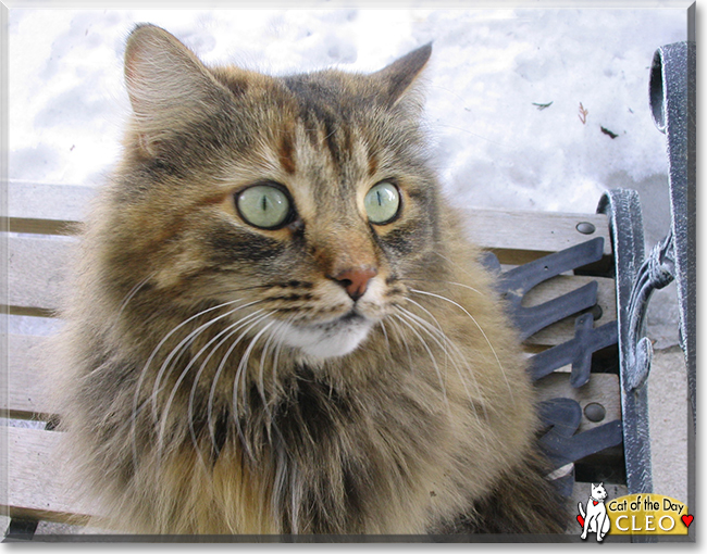 Cleo the Domestic Longhair, the Cat of the Day