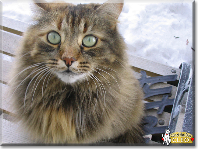 Cleo the Domestic Longhair, the Cat of the Day