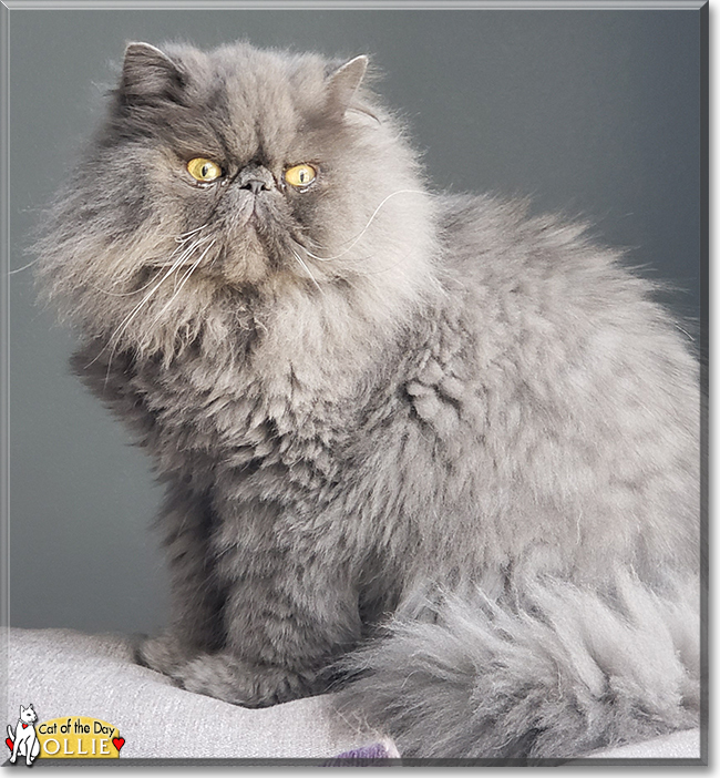 Ollie the Persian, the Cat of the Day