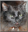 Killer the Domestic Longhair