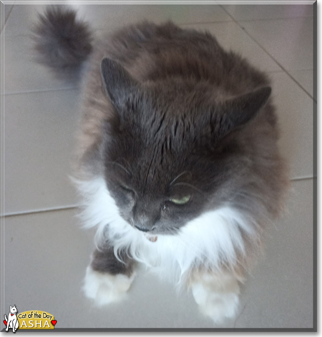 Asha the Longhair Ragdoll mix, the Cat of the Day