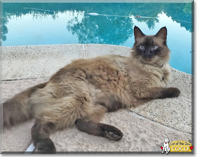 Coco the Ragdoll, the Cat of the Day