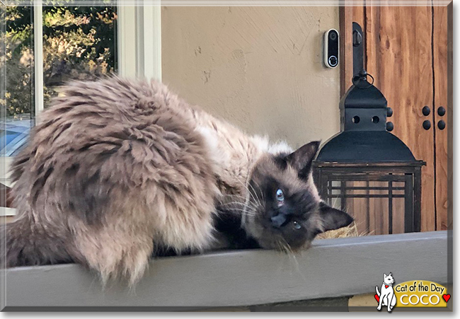 Coco the Ragdoll, the Cat of the Day