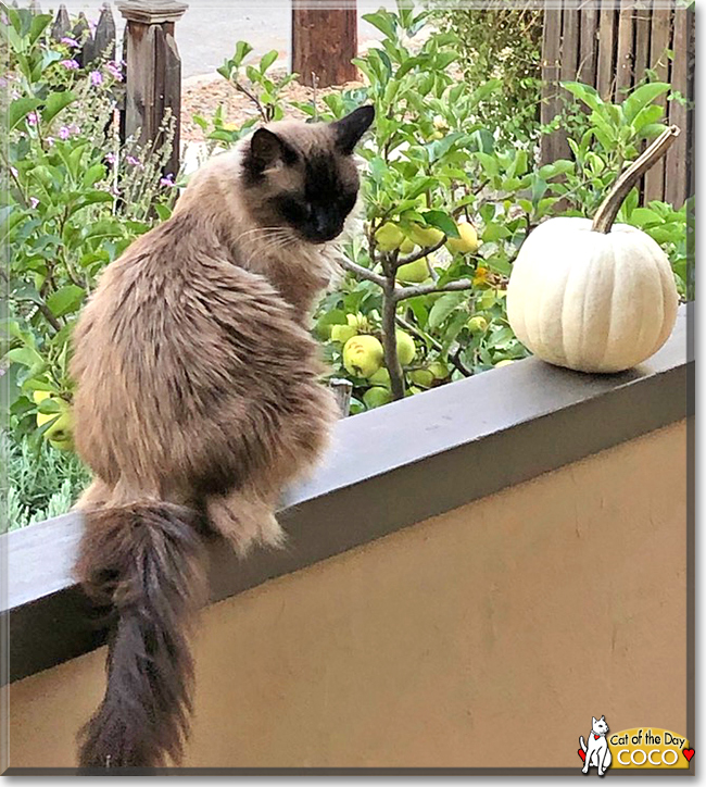 Coco the Ragdoll, the Cat of the Day