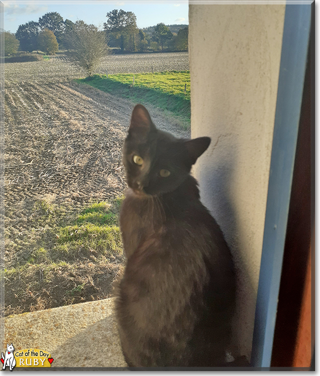 Ruby the Domestic Shorthair, the Cat of the Day