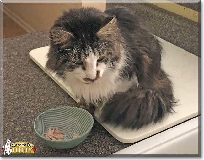 Fluffy the Domestic Longhair, the Cat of the Day