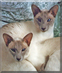 Bleu and Sapphire the Siamese