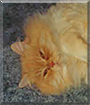 Gizmo the Persian