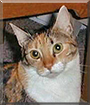 Kalista the Tabby/Calico mix