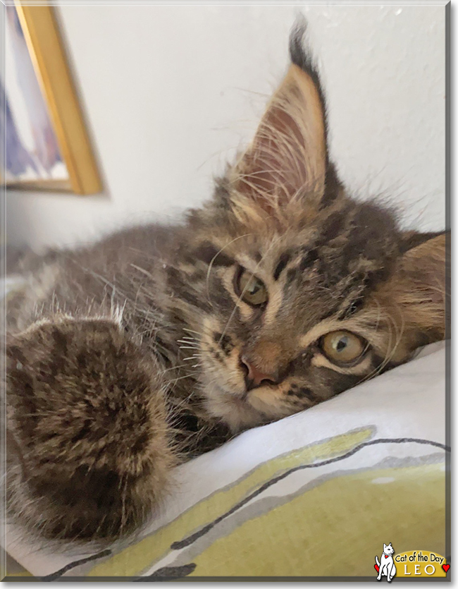 Leo the Maine Coon, the Cat of the Day