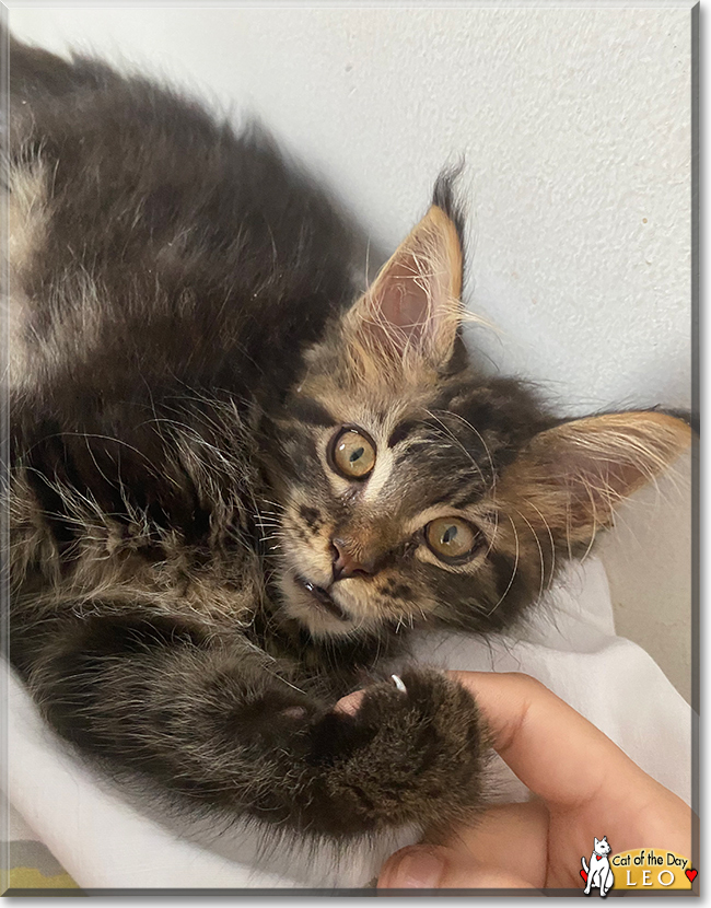 Leo the Maine Coon, the Cat of the Day