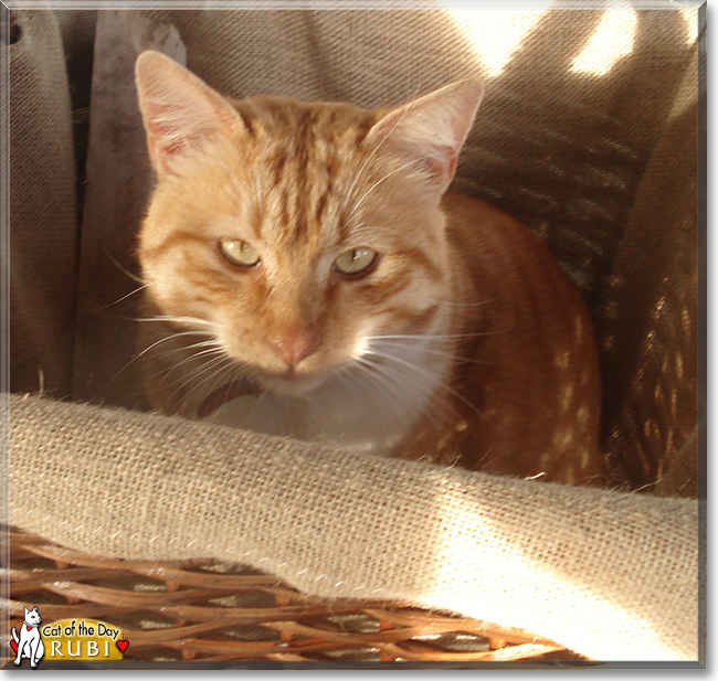 Rubi the Ginger Tabby, the Cat of the Day