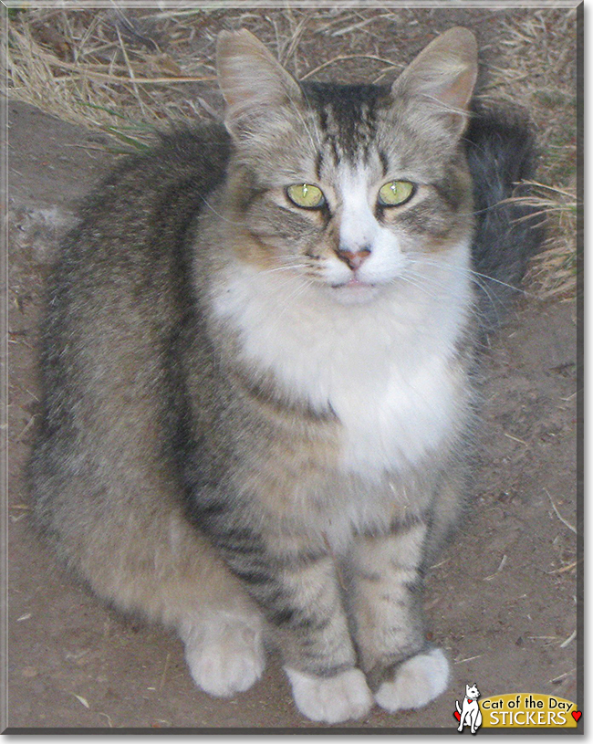 Stickers the Maine Coon, the Cat of the Day