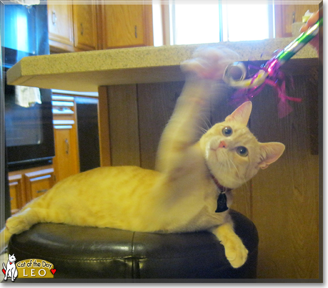 Leo the Cream Tabby, the Cat of the Day