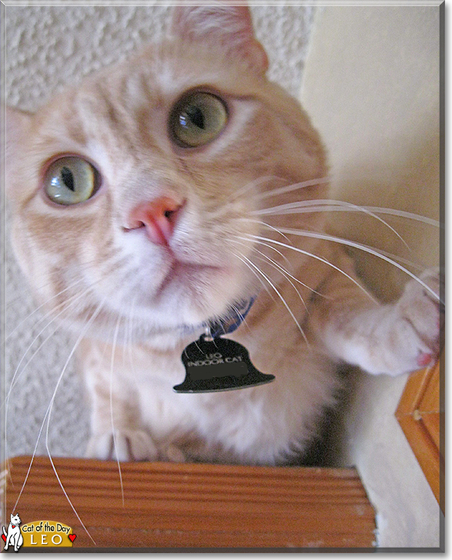 Leo the Cream Tabby, the Cat of the Day