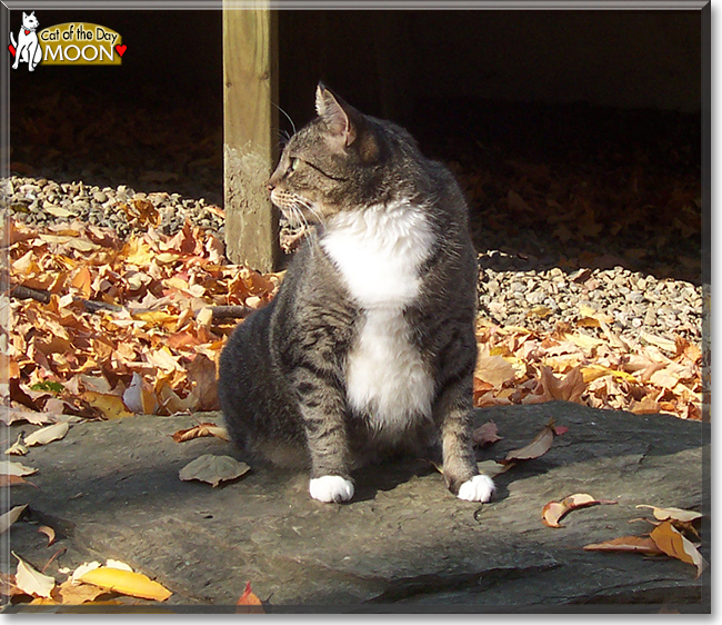 Moon the Tabby, the Cat of the Day