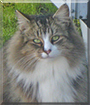 Stickers the Maine Coon