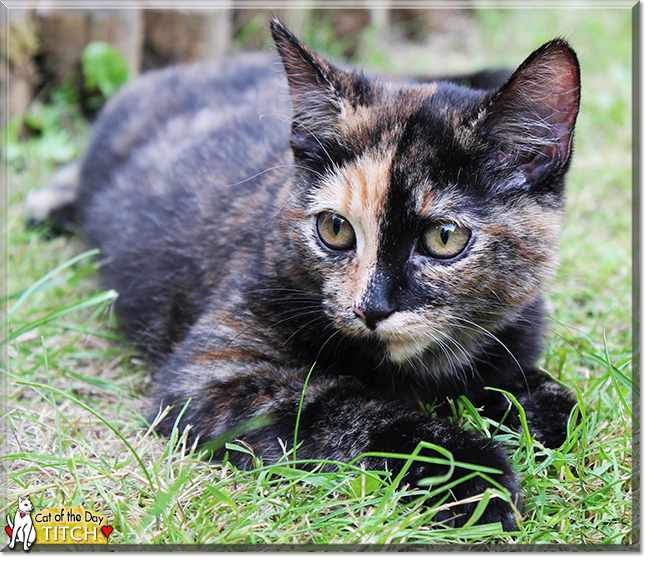 Titch the Tortoiseshell Cat, the Cat of the Day