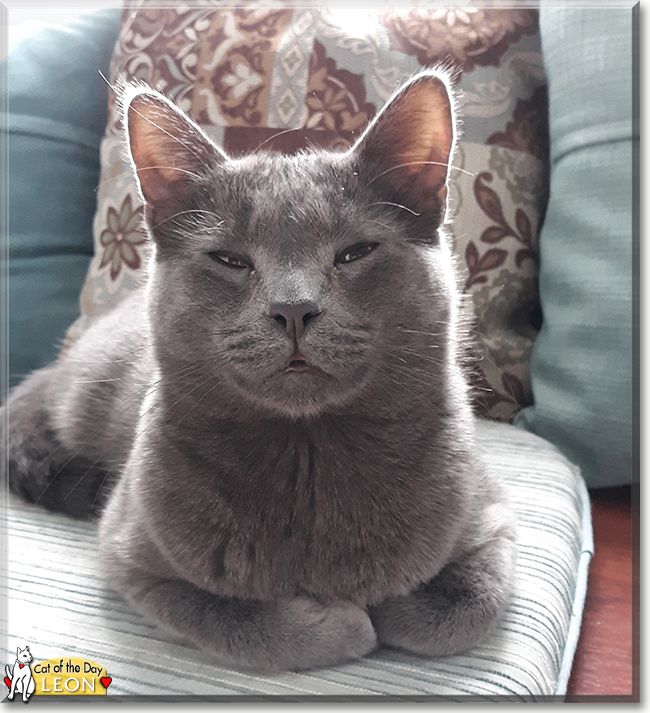 Leon the Russian Blue, the Cat of the Day