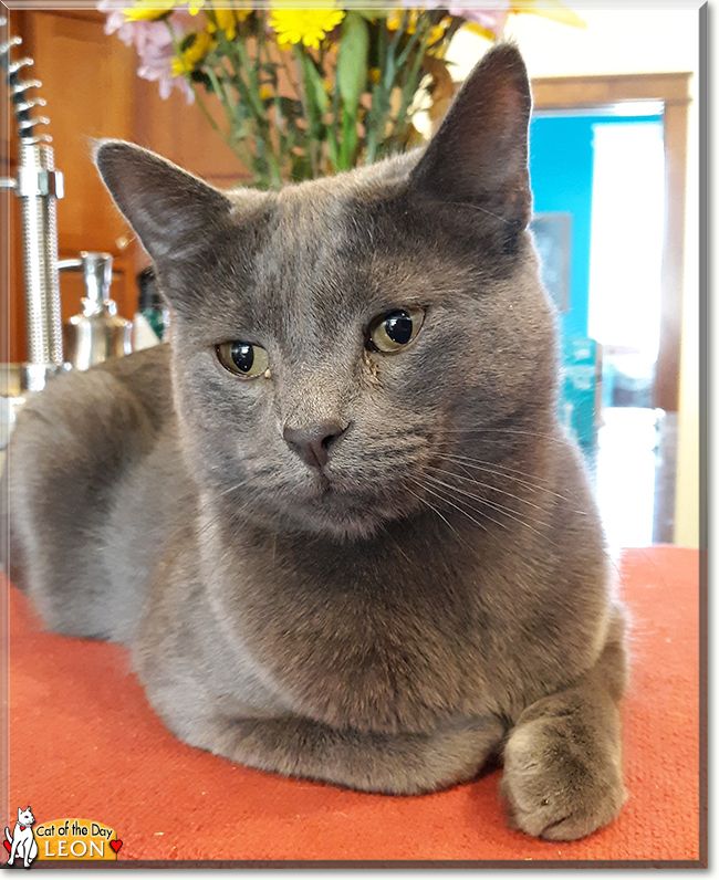 Leon the Russian Blue, the Cat of the Day