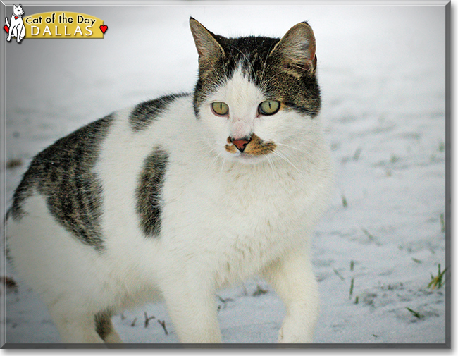 Dallas the Japanese Bobtail, the Cat of the Day