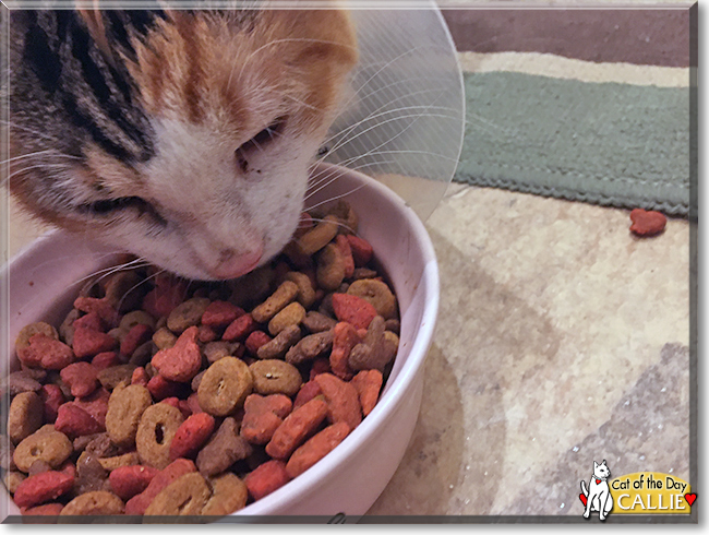 Callie the Calico, the Cat of the Day