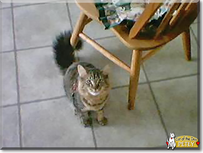 Petey the Domestic Longhair, the Cat of the Day