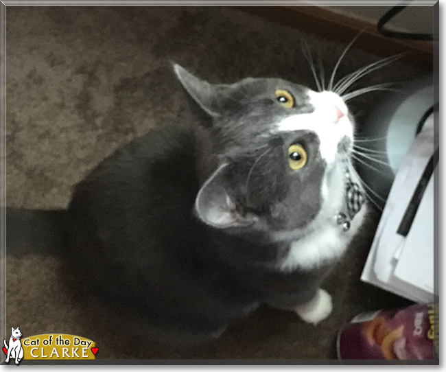 Clarke the Tuxedo, the Cat of the Day