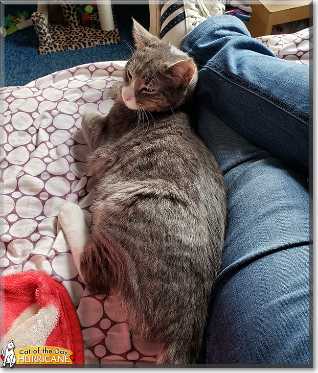 Hurricane the American Shorthair Tabby, the Cat of the Day