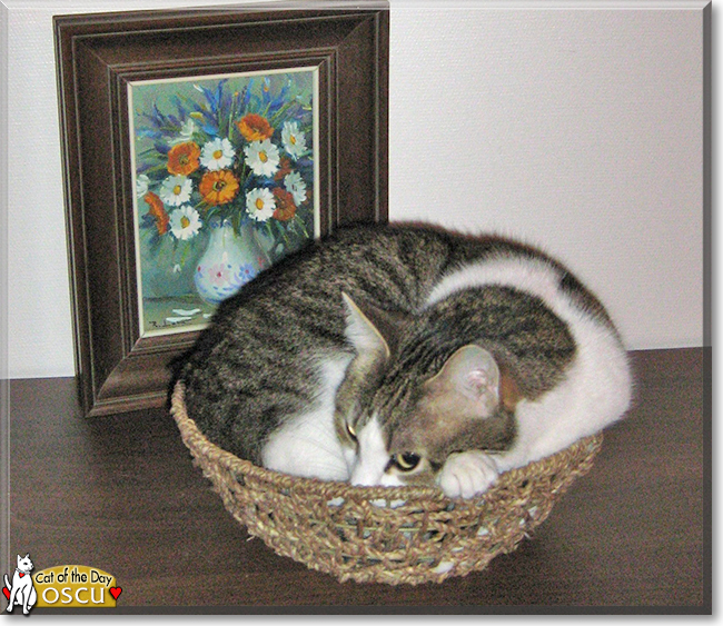 Oscu the European Shorthair, the Cat of the Day