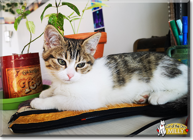 Milly the Short-hair Cat, the Cat of the Day