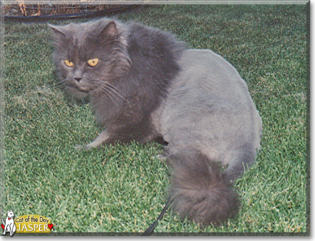 Jasper the Persian, the Cat of the Day