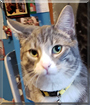 Hurricane the American Shorthair Tabby