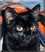 Kim the Brazilian Black Cat