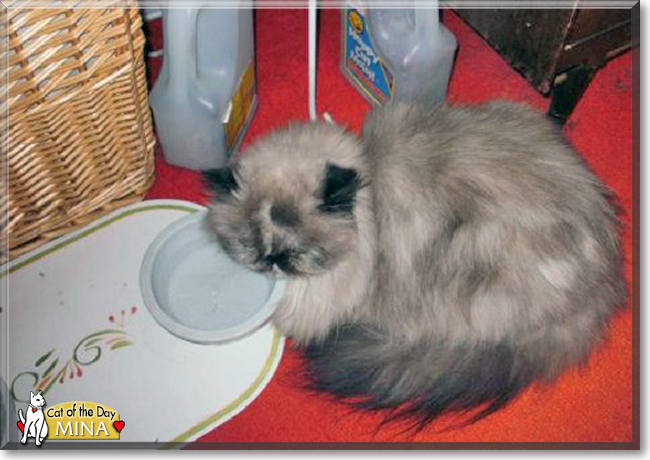Mina the Himalayan, the Cat of the Day