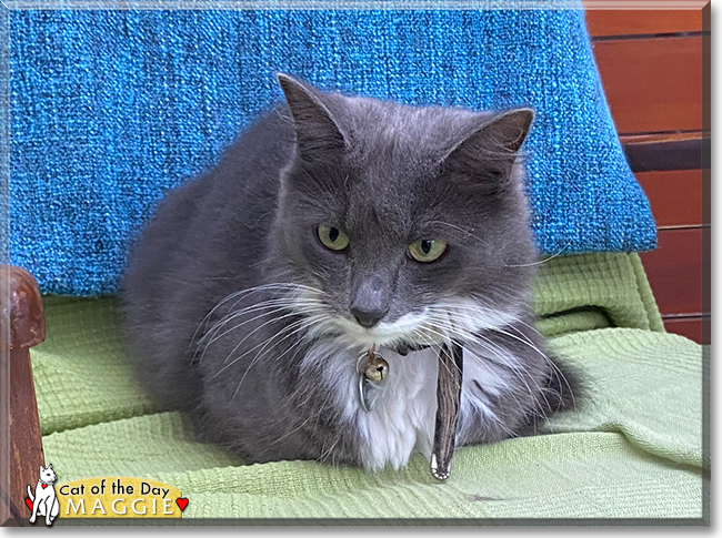 Maggie the Domestic Shorthair mix, the Cat of the Day