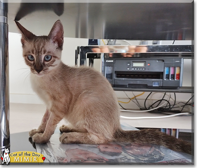 Mimir the Lynx Point Siamese, the Cat of the Day