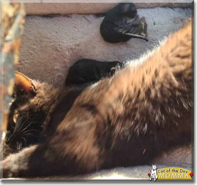 Momma the Domestic Shorthair, the Cat of the Day