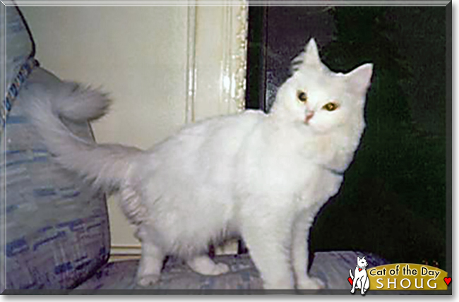 Shoug the Turkish Angora, the Cat of the Day
