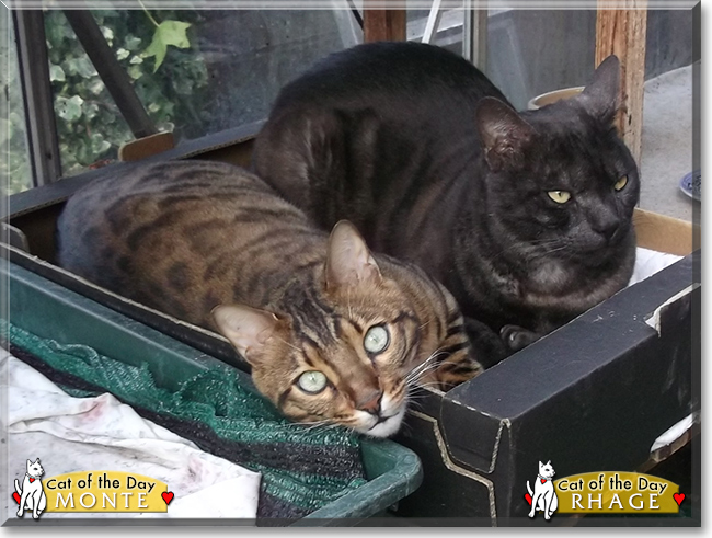 Monte, Rhage the Bengals, the Cat of the Day