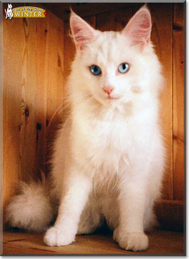 Winter the Norwegian Forrest Cat, the Cat of the Day